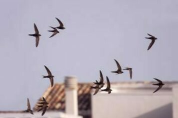 Bird cities: Ciudades responsables con la biodiversidad